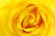 Beautiful arrangement of petals in a yellow rose, a closer look