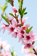 Foto: peach blossom peach blossom