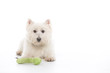 Westhighland White Terrier isolated on white