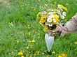 Photo: wild flowers wild flowers