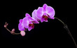 curved pink orchid