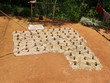 Harvested rice drying in a Torajan village, Sulawesi