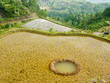 Terrace ricefield near Rantepao, Sulawesi