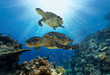 wasserschildkröten