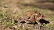 two frogs - european toad (couple)