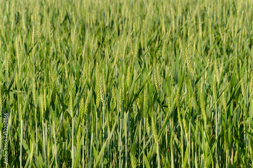 Photo: Cereale Cereale