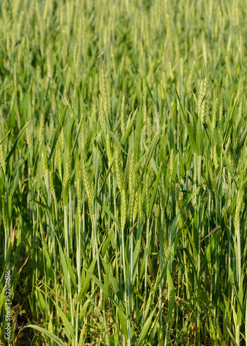 Photo: Cereale Cereale