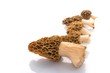 Morilles