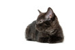 Cute black kitten
