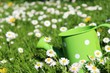 Foto: gänseblumenwiese gänseblumenwiese