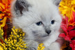Cute kitten and flowers