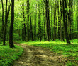 Forest road in the morning