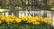 Photo: Pond with yellow daffodils Pond with yellow daffodils