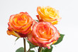 Beautiful Roses Flower
