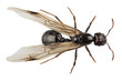 Black Winged garden ant species niger lasius