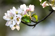 Foto: Sunshine on appleblossom in spring Sunshine on appleblossom in spring