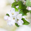 Foto: White appleblossom in spring White appleblossom in spring
