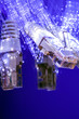 white RJ45