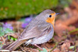 robin (Erithacus rubecola)
