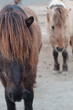 Sad Horses