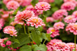 Spring flowers
