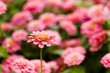 Spring flowers