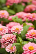 Spring flowers