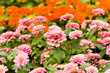 Spring flowers