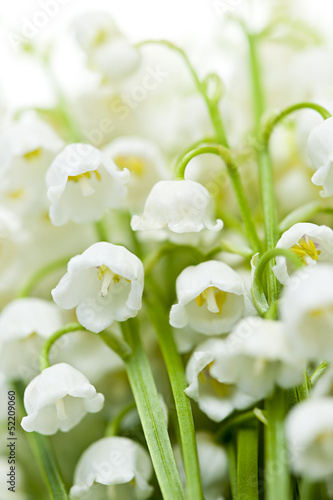  Lily-of-the-valley flowers