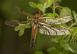 Libellula quadrimaculata