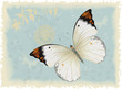 Butterfly on a blue retro styled background