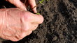 hands planting a tree