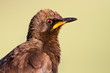 Photo: Pied starling closeup portrait Pied starling closeup portrait