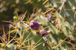Cactus Opuntia