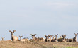 Neugieriges Wild in der Abendsonne