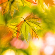 Herbstblätter