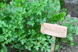 Foto: petersilie im garten petersilie im garten