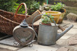 Watering can and pot with herbs in garden.
