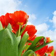 Colorful tulips on sky background