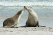 Seelöwenkolonie, Seal Bay, Kangaroo Island, Australien
