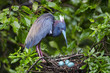 Bird and three eggs
