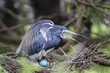Bird with egg in a nest