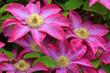 Photo: flowers flowers