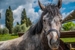 cavallo di campagna