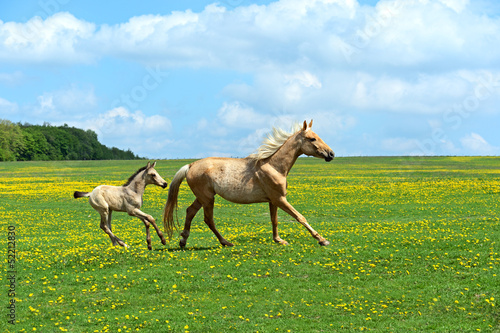Photo: Horse Horse