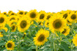 Field of sunflower