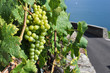 Vineyards in Lavaux region against Geneva lake, Switzerland