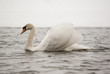 Swan