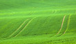 marks in the green field