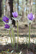 Pasque flowers